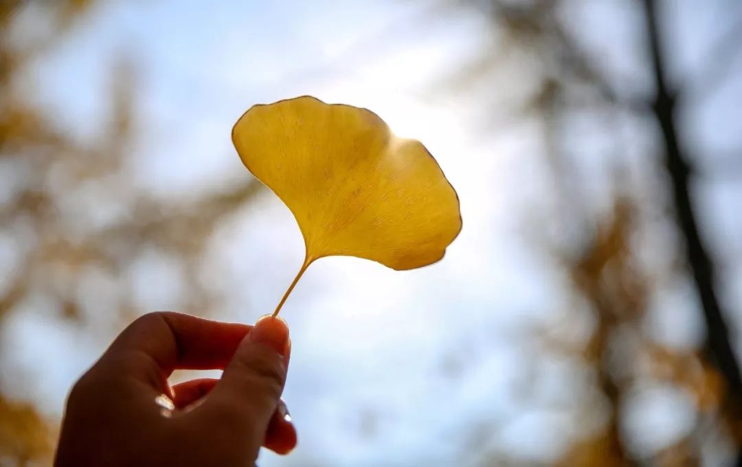 武汉职业技术学院校园风采,武汉职业技术学院风景