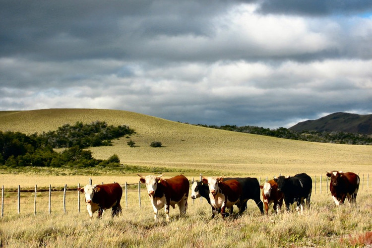 阿根廷世界杯夺过几次冠军,阿根廷获得过几次世界杯冠军