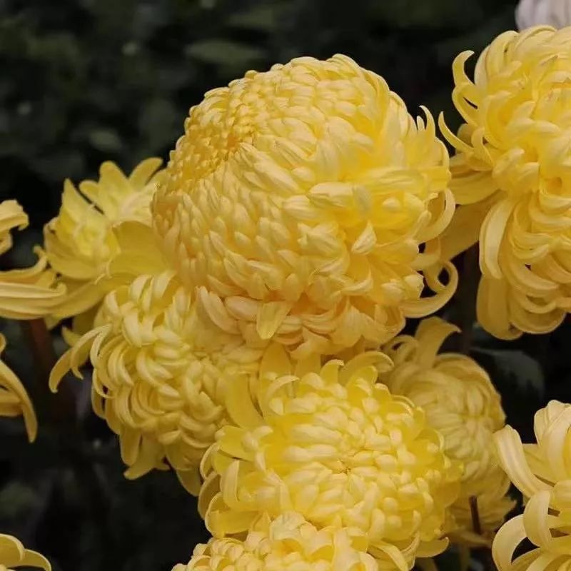 养花公认最美4种花满屋飘香,公认最好养的五种花