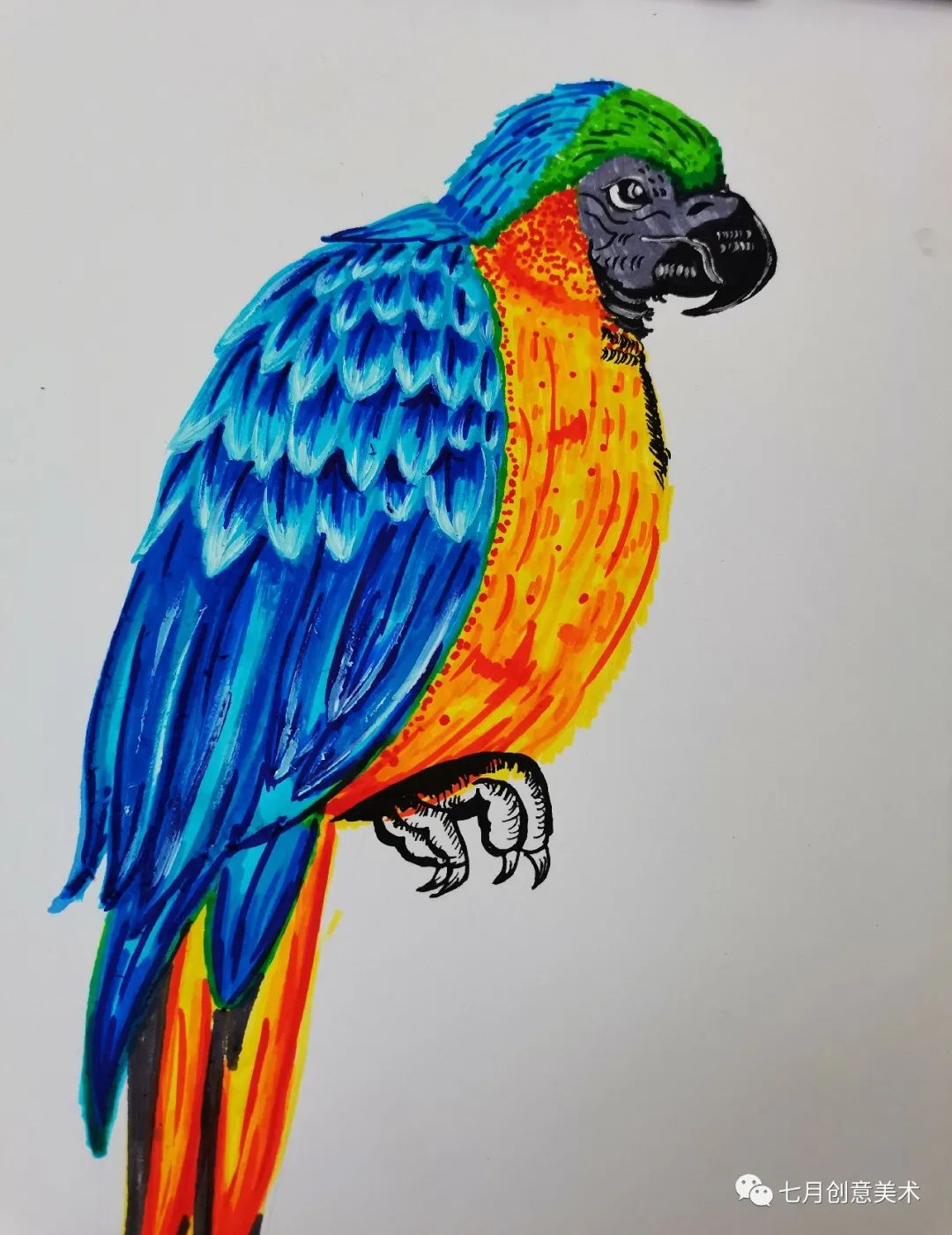 鹦鹉简笔画绘画小技巧,绘画鹦鹉