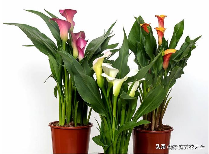 马蹄莲手动开花它还会自己开花吗,马蹄莲有毒吗毒性多久发作