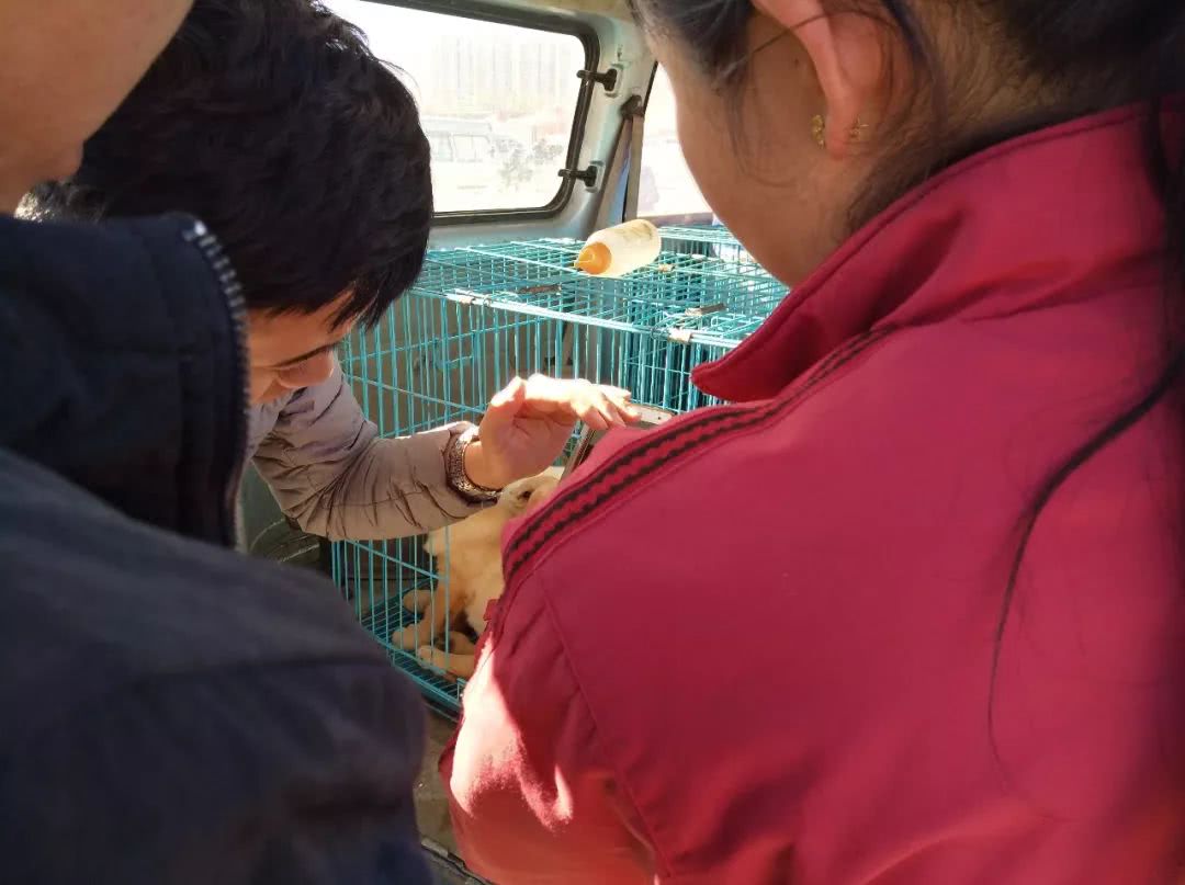 顾客开价600元收购多只，商贩却表示拉布拉多犬最少700元一只！