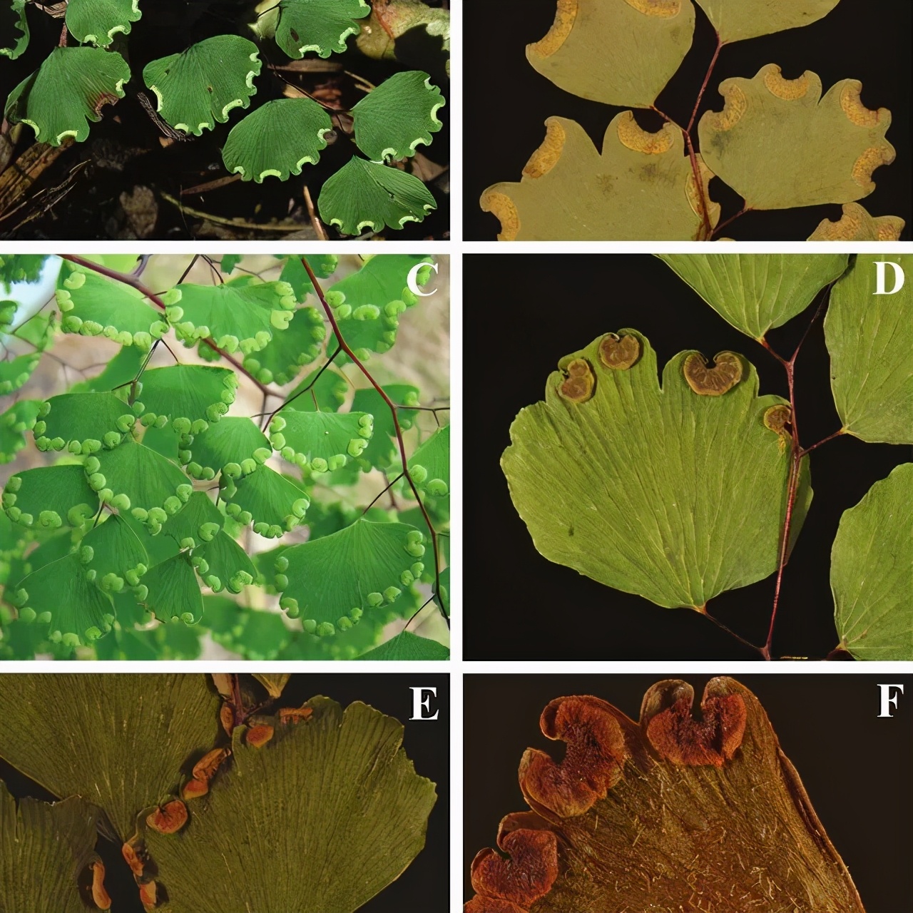 盆栽铁线蕨为啥买回家养一周叶子就蔫，北方暖房养护咋办？