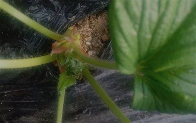 草莓新芽枯病,草莓叶子皱缩焦枯