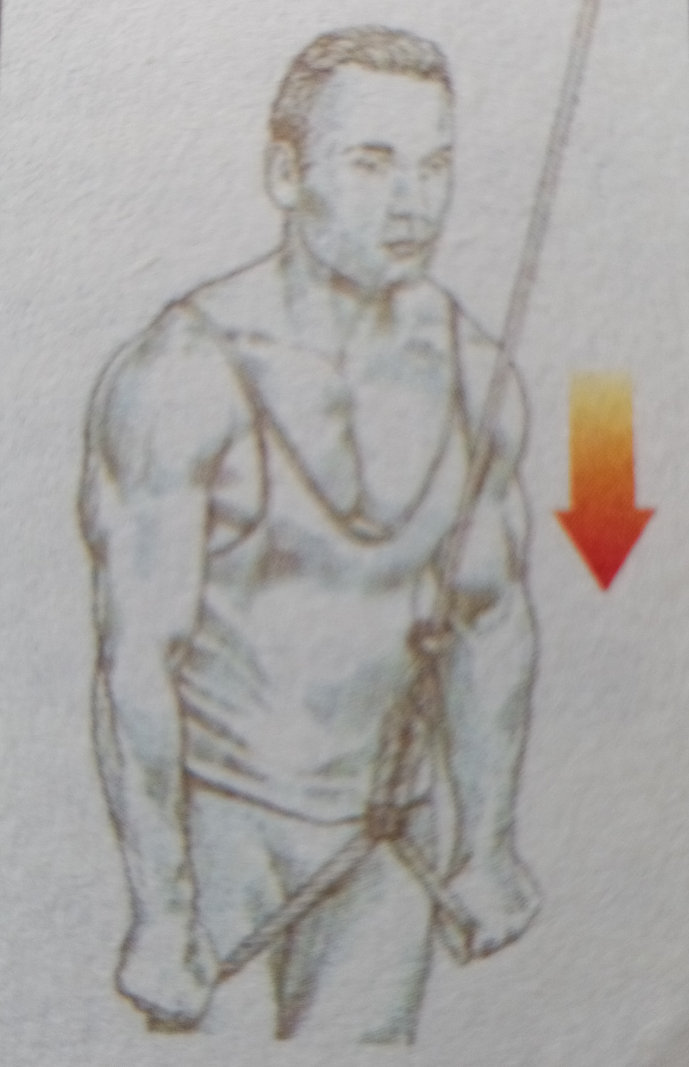 练肱三头肌会使手臂更粗吗,肱三头肌细怎么变粗