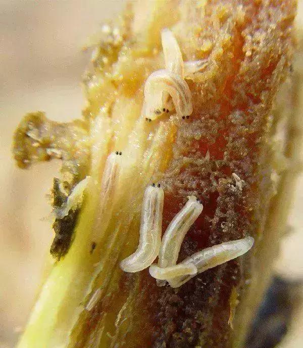 防治蔬菜地下害虫的无公害农药,蔬菜害虫种类及防治ppt