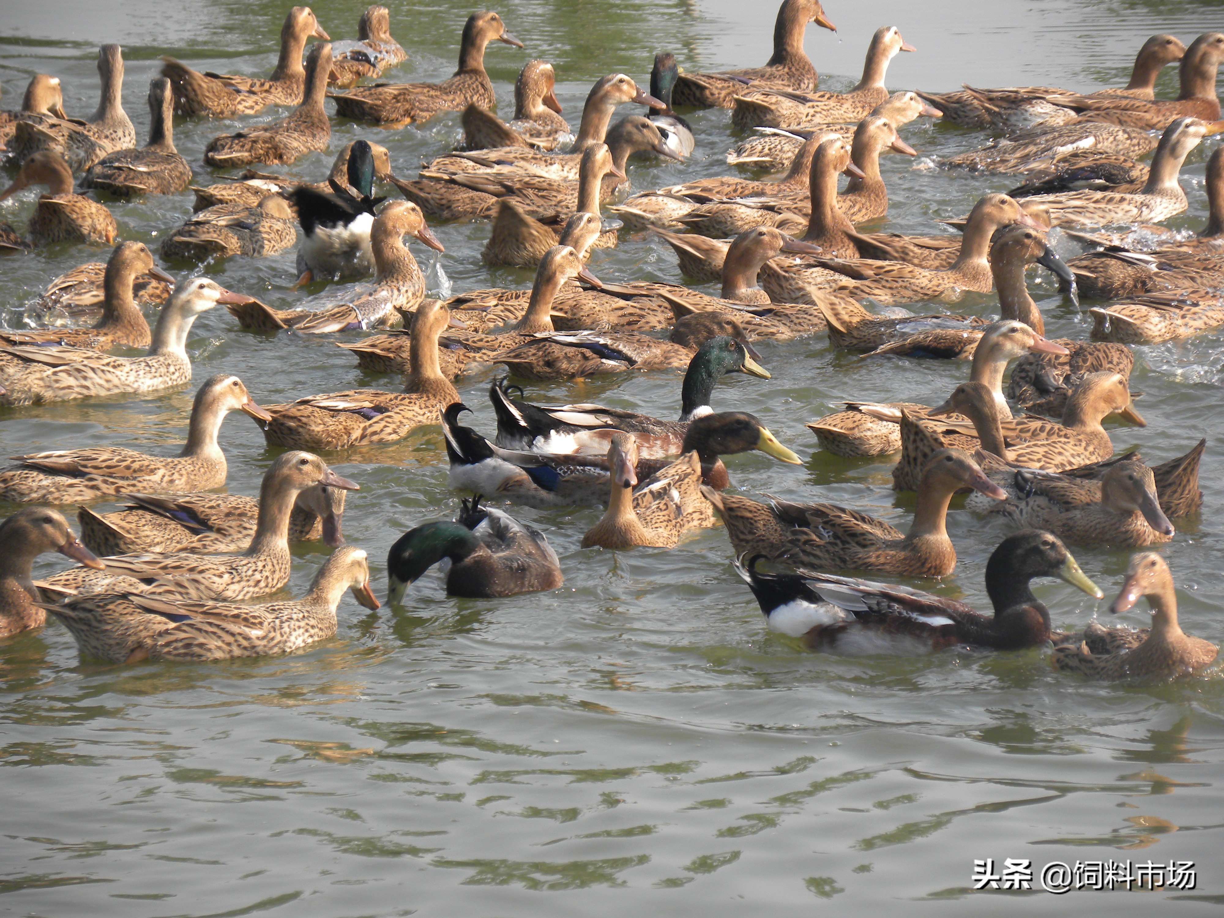 微山岛麻鸭,微山湖县城麻鸭