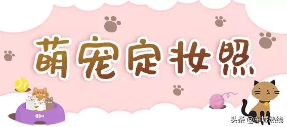 萌化了！十堰茅箭区首届撸猫节，周末约起