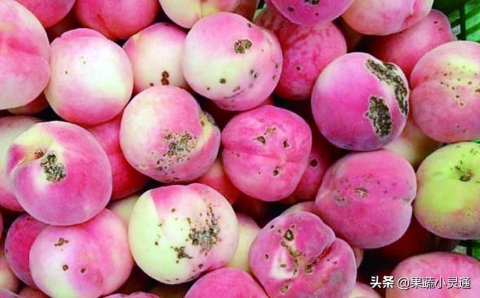 萘乙酸预防桃细菌性穿孔病的原理,桃穿孔病最佳防治时间