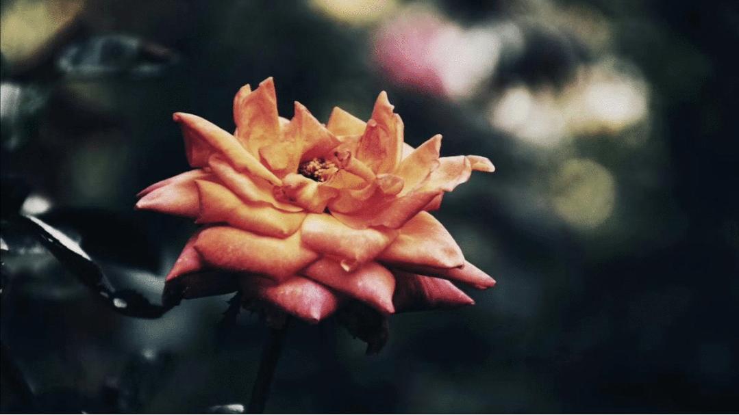 怎么拍花做壁纸,壁纸对花方法