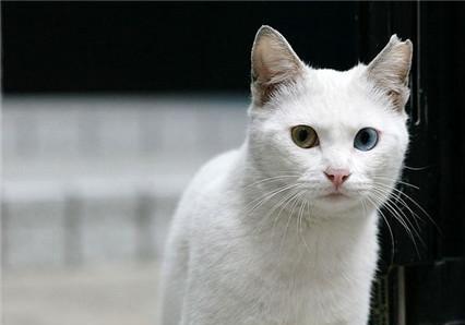 宠物美容技术和手法有哪些,宠物整形有哪些