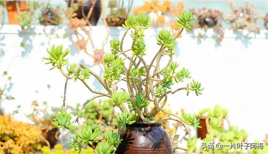 哪些多肉适合养老桩?多肉老桩摆窗台最精致了,看一眼就忘不了