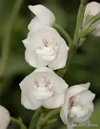 最新世界十大“怪”，最后一个太绝了！