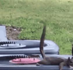 点进本文前，请控制好您的膀胱！（不然容易笑尿）