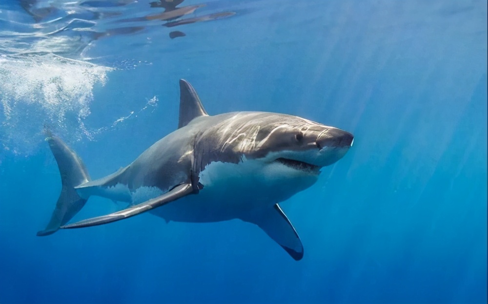 容易被误食的有毒生物有哪些,十大常见有毒生物