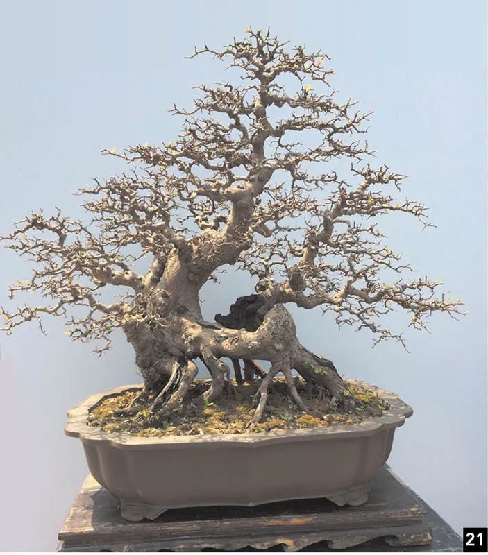 盆景修行,学习盆景技术最好的书