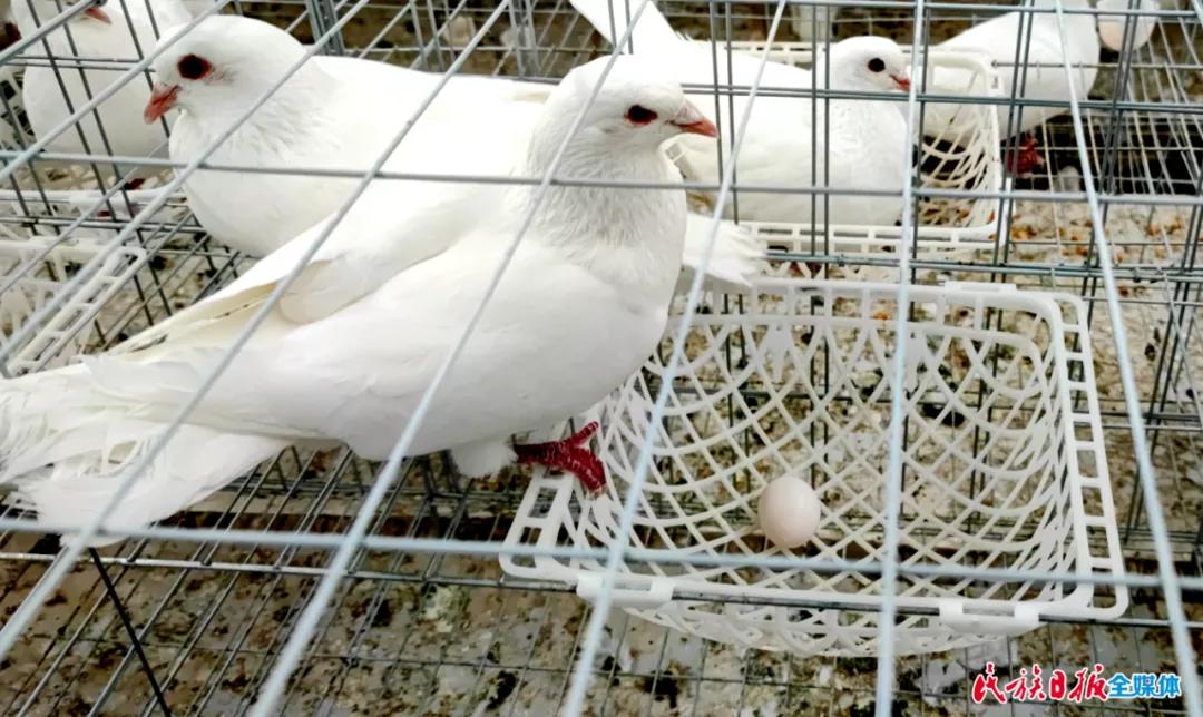 甘肃省积石山县：“小鸽子”衔来致富金钥匙