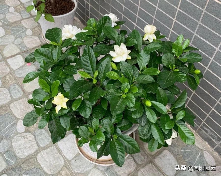 花盆里面的泥土很硬怎么办,花盆里的土特别硬怎么解决