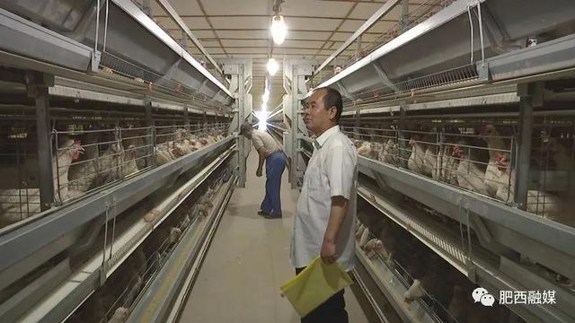 「壮丽70年奋斗新时代」肥西县农业农村局高级畜牧师董辉:开拓创新助推标准化养殖
