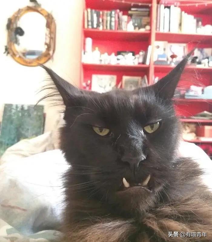 喷墨机为何突然对猫下此毒手?