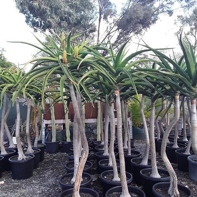 可以长很大的芦荟苗,芦荟如何养成树