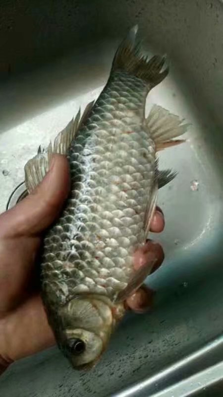 窝米正确打窝方法图解,打窝子的正确方法和技巧