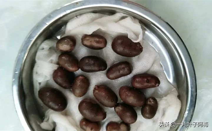 一节山药丢水里，疯狂长藤“冒金豆”，赏叶又吃豆，*管双**齐下