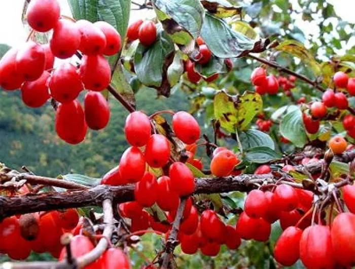 山茱萸古今品种,山茱萸古书记载