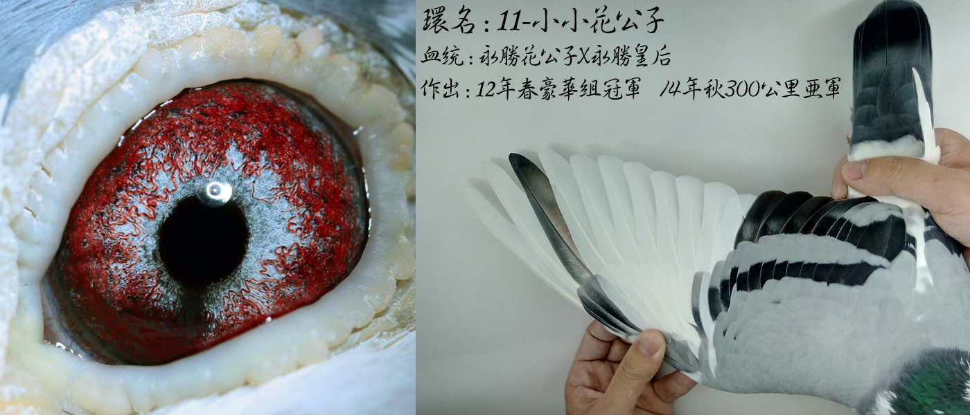 防止赛鸽主羽脱落的四种技巧,防止鸽子乱飞怎么办