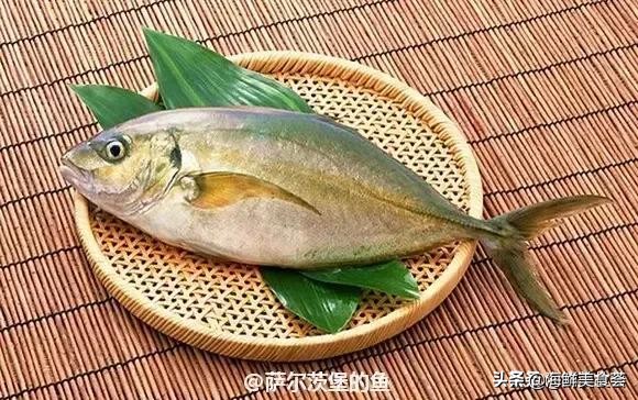 各种寿司纯鲜三文鱼刺身,日本传统寿司都用什么鱼