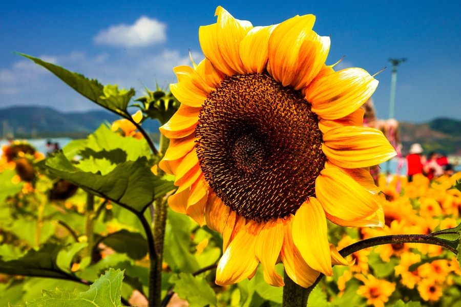 呵护生命之花21天养花日记,向日葵养花日志