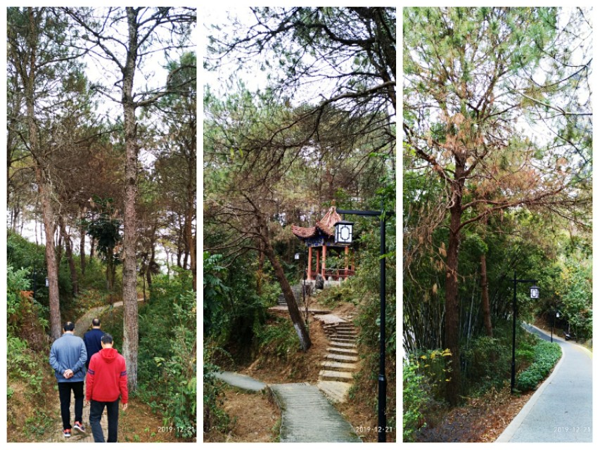 双鹤起舞松林醉——游灵山双鹤公园偶感