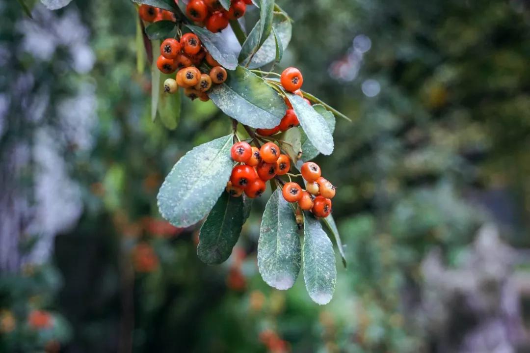 青花郎是川酱风格吗,青花郎只有一种吗