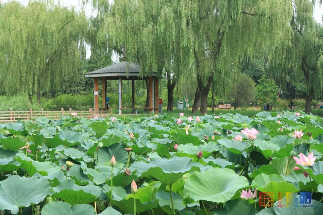 免费！市区就有“小森林”，花海芳香扑鼻！还有美好的祝福送给你