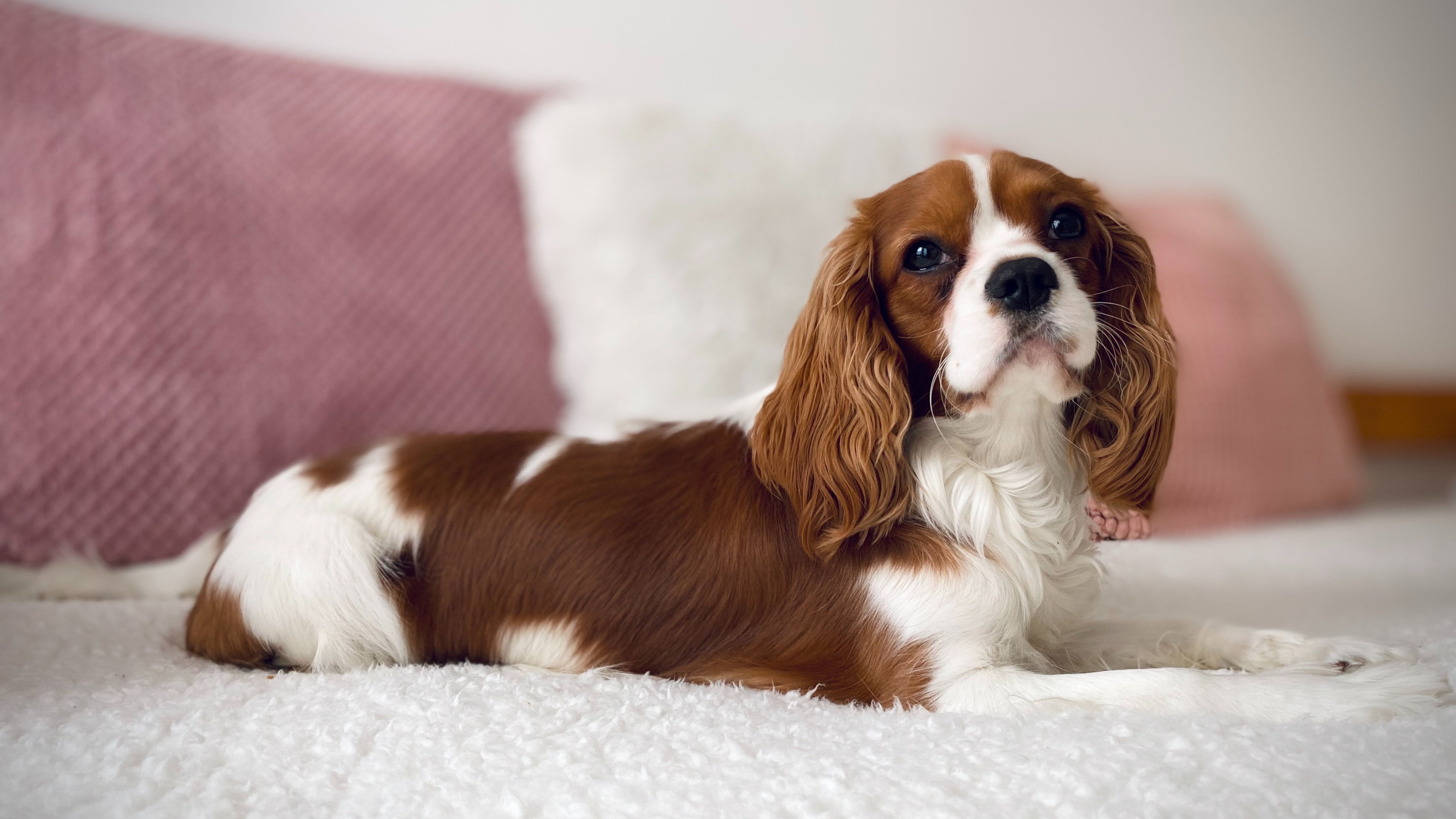 电脑桌面壁纸怎么设置,电脑桌面壁纸高清4k