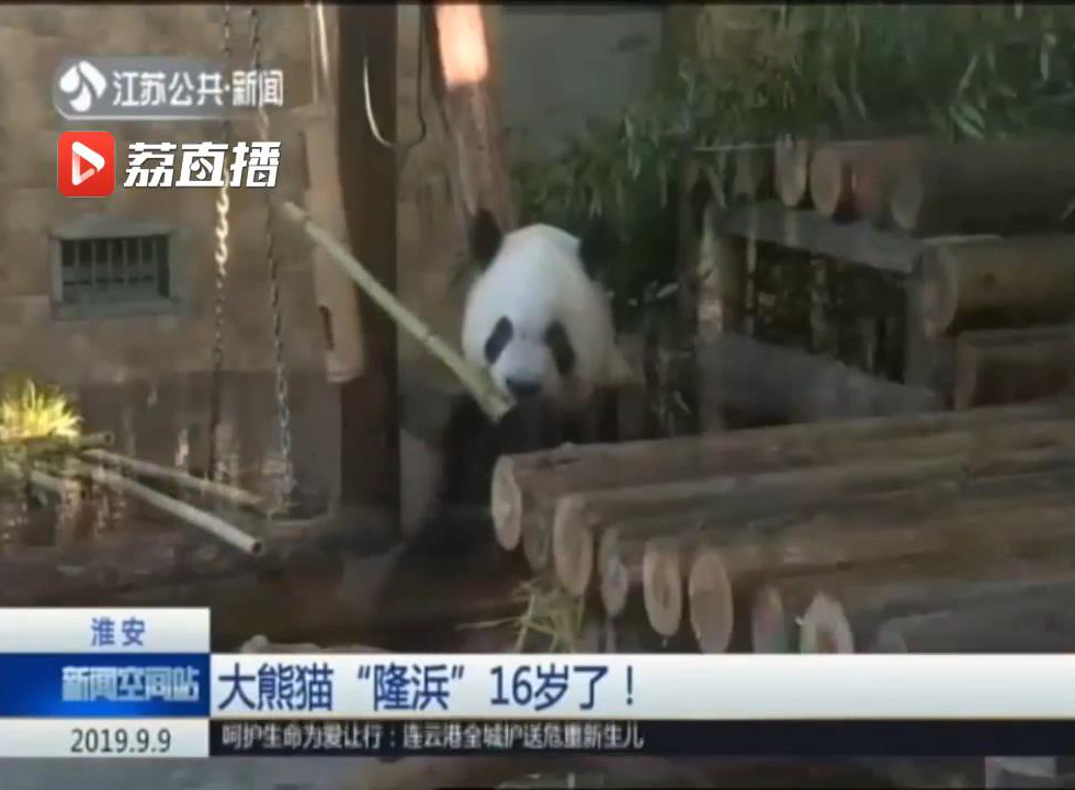 大熊猫生日快乐,淮安动物园大熊猫名字