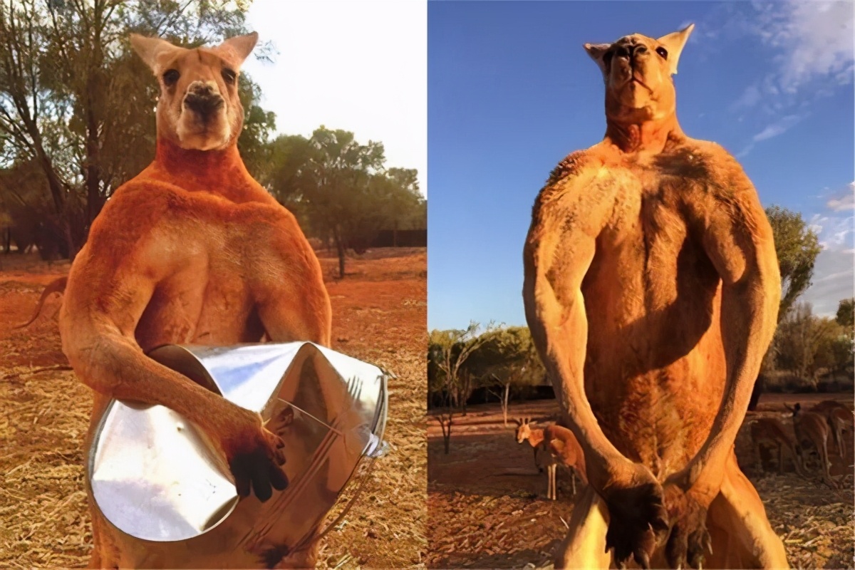 澳洲袋鼠真正的样子,真正的澳洲袋鼠