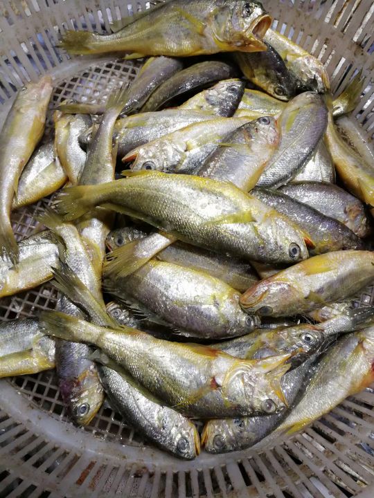 威海哪里有刚出海回来的海鲜,威海买海鲜哪里的新鲜便宜
