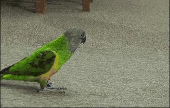 鹦鹉可以模仿任何声音吗,鹦鹉能模仿人说话英文怎么说