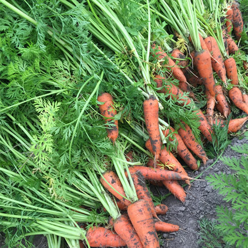 卖蔬菜怎样快速一年赚一亿元,蔬菜批发生意的诀窍