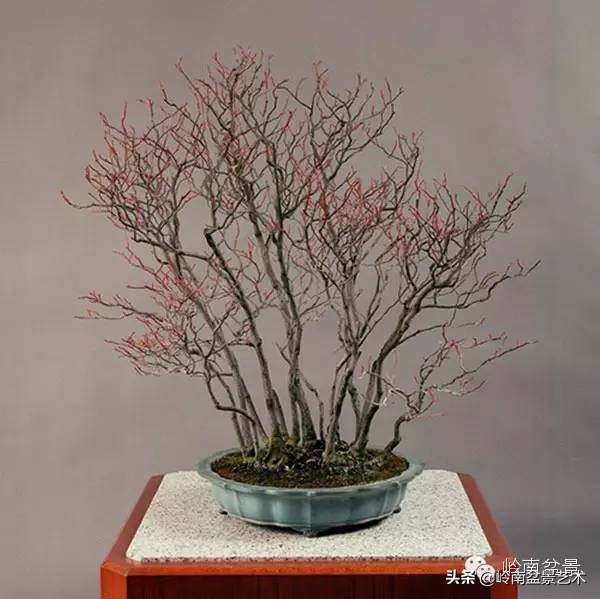 庭院树石盆景 (日式石头盆景布局)