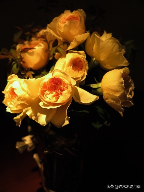 月季常见叶子问题,月季都有什么病怎么治