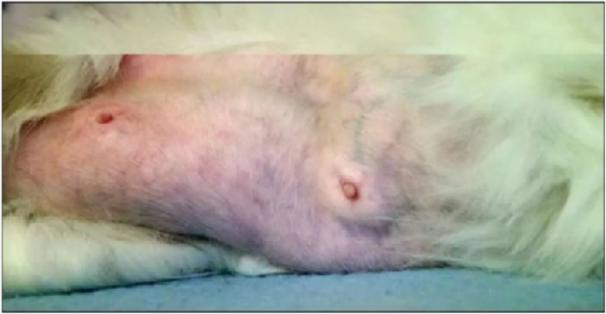 猫宫蓄脓什么症状,猫治疗乳腺炎吃什么药