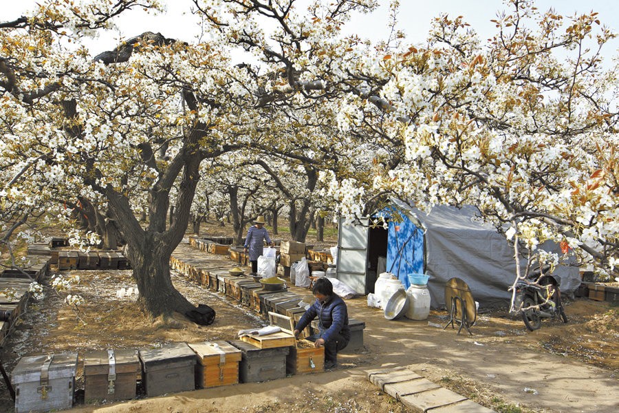 赵县梨花似雪开赞皇蜂农采蜜来