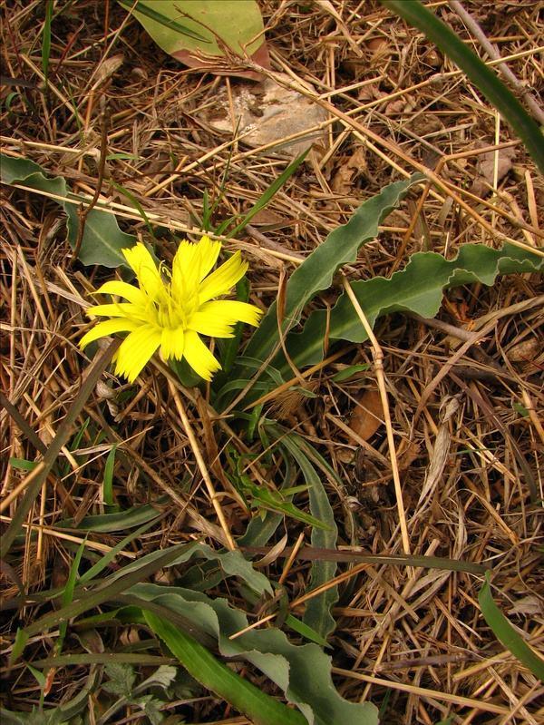 农村山上的那种黄色的野菊花,野生路边菊图片大全