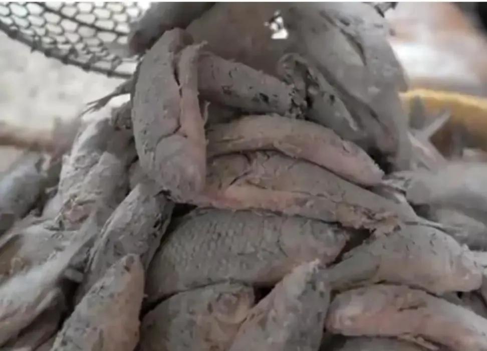 山东百年炖鱼店，鱼鳞鱼刺一起吃，一年用坏500个勺全市无人不晓