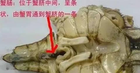 大闸蟹有四不吃,大闸蟹哪几个不能吃