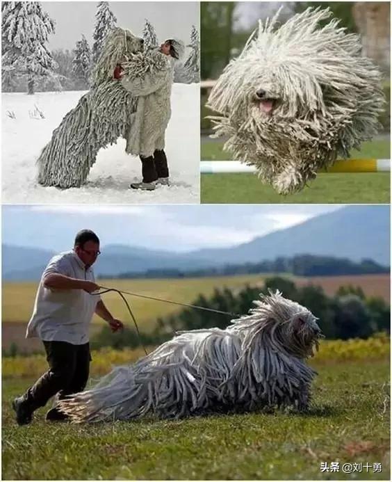 罕见动物60种大开眼界,十种罕见动物