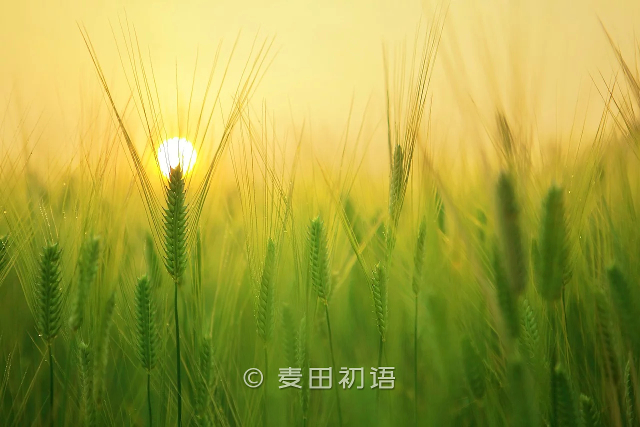 从小麦到面包，烘焙人都应该掌握的面粉干货知识