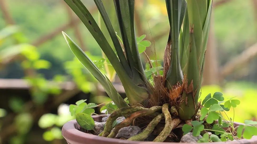 怎样分兰花苗才能开花,兰花怎么分公苗母苗